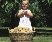 Link zum Thema Forchheimer Tolle Knollen auf http://www.forchheim-am-kaiserstuhl.de